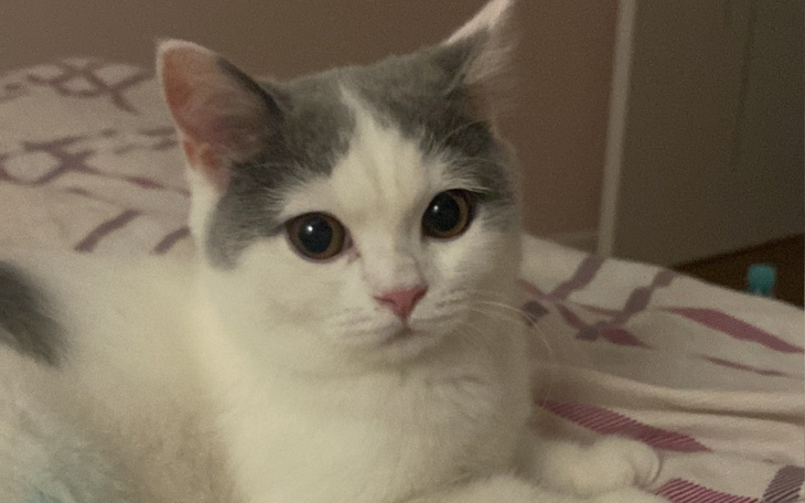 Zbiórka Flafcia kontra FIP - zdjęcie główne