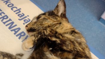 Zbiórka Kotka bezdomna z przepukliną - miniaturka zdjęcia