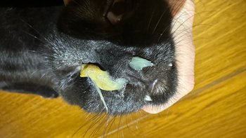 Zbiórka Diagnostyka Dudusia i Gałganka - miniaturka zdjęcia