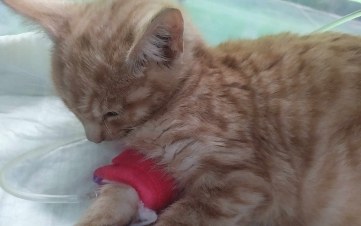 Zbiórka Kociaki walczą a my z nimi - zdjęcie główne