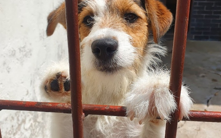 Zbiórka Schronisko dla psów Krk ul Rybna - zdjęcie główne