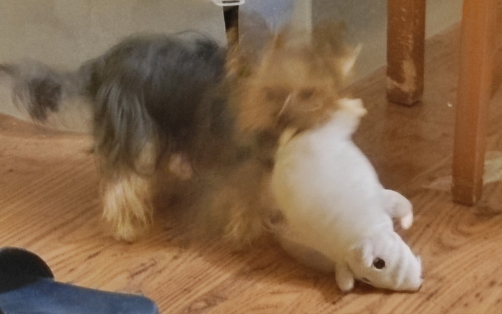 Dwa małe psy bawiące się w domu, pełne energii.