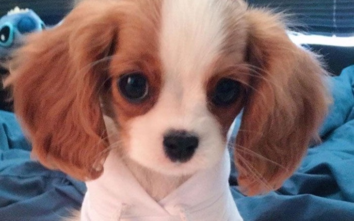 Zbiórka nowy różowy logic - zdjęcie główne