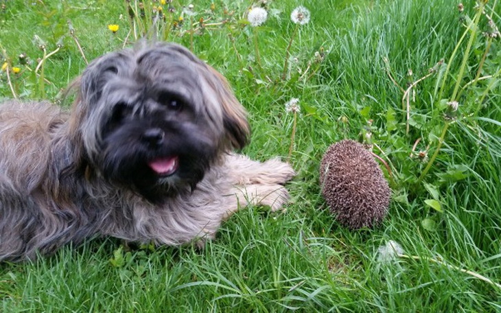 Zbiórka Operacja złamanej tylnej łapy ps - zdjęcie główne