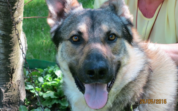 Zbiórka Pies którego zawiedli Wszyscy - zdjęcie główne