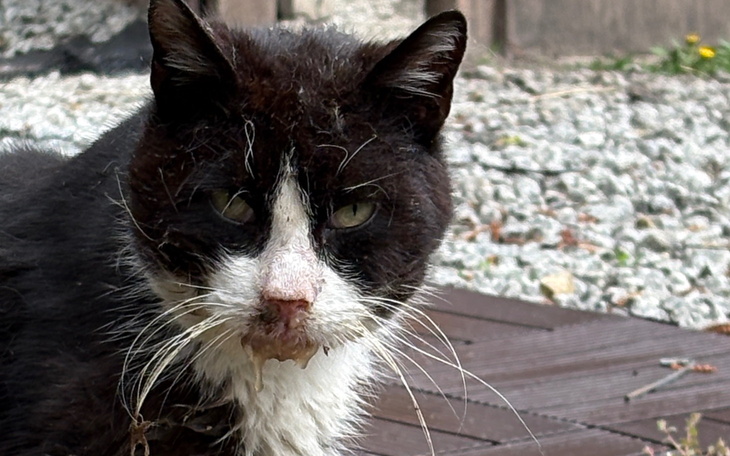 Kot z białym brzuchem, siedzący na drewnianym tarasie.