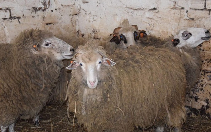 Zbiórka Wyrwane śmierci błagają o pomoc! - zdjęcie główne