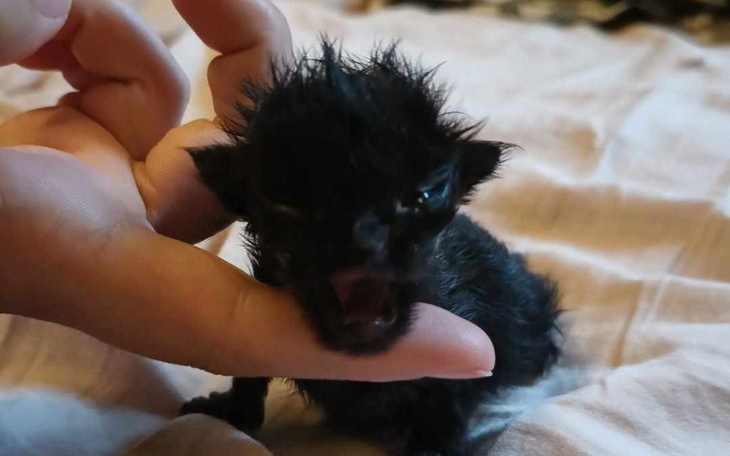 Zbiórka Ofiary ludzkiej bezmyślności - zdjęcie główne