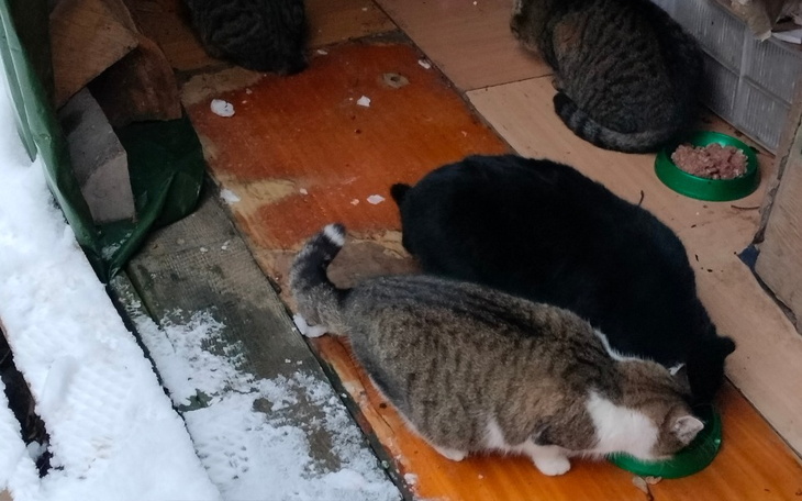 Kilka kotów jedzących z misek na podłodze w zimowej scenerii.