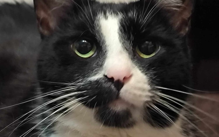 Zbiórka Operacja usunięcia kłów Kacpra - zdjęcie główne