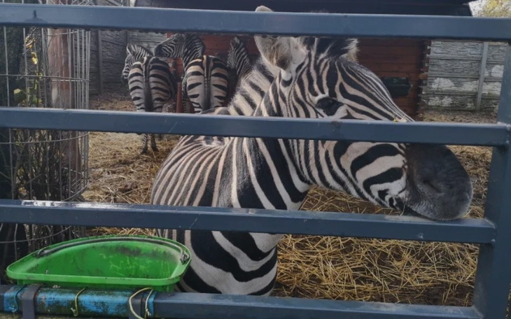 Zebra przy ogrodzeniu, z innymi zebrami w tle.