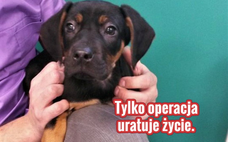 Zbiórka Podaruj Małemu życie. - zdjęcie główne