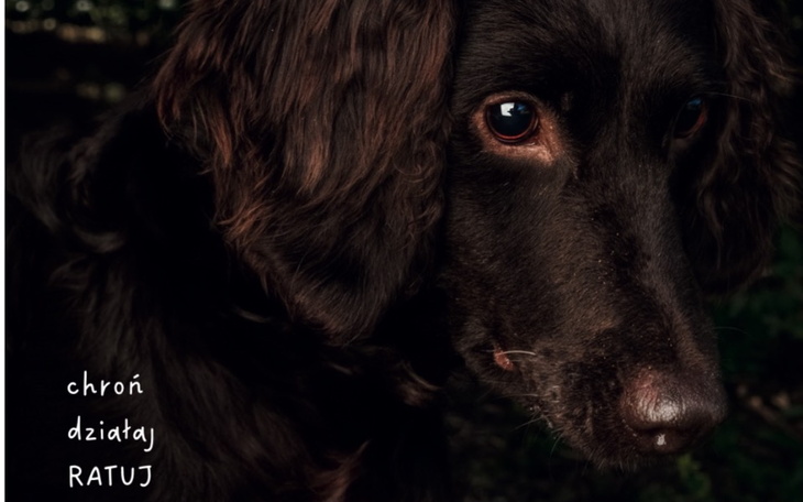 Portret psa z brązowymi oczami na ciemnym tle.
