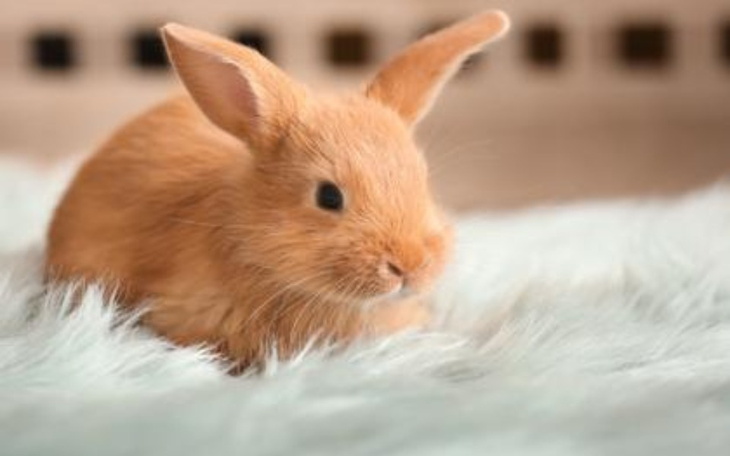 Zbiórka Na jedzenie dla królików - zdjęcie główne