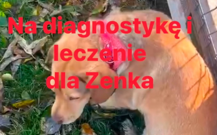 Pies Zenek potrzebuje diagnostyki i leczenia, widoczny z czerwoną chustą.