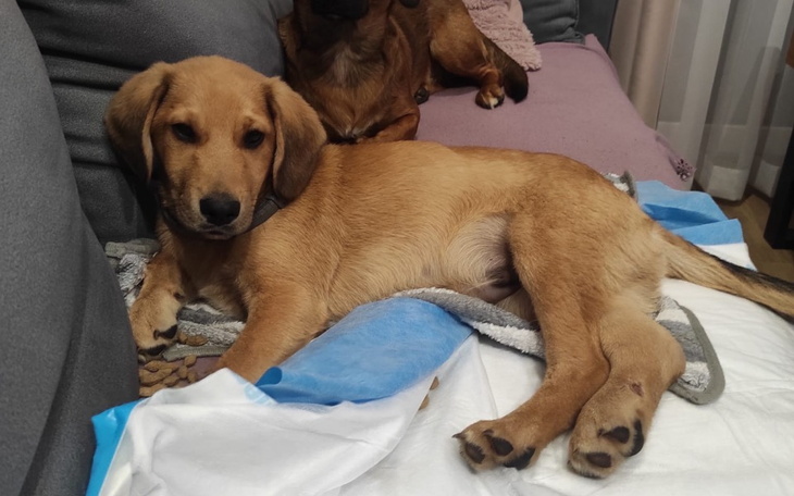 Zbiórka Pomóż Fado stanąć na łapki - zdjęcie główne