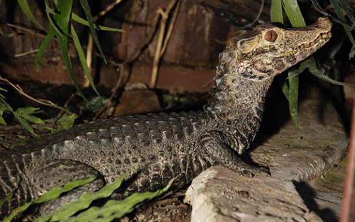 Zbiórka Zbieram na swoje marzenie :) - zdjęcie główne