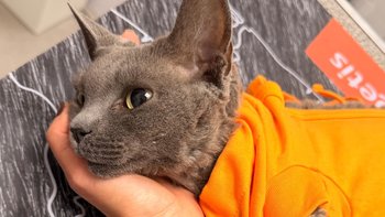 Zbiórka Ratujemy Orionka! - miniaturka zdjęcia