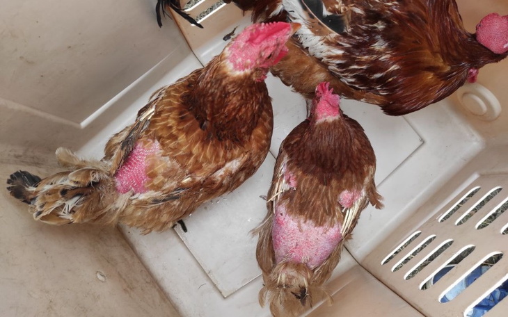 Zbiórka 202 ocalone zwierzęta - zdjęcie główne