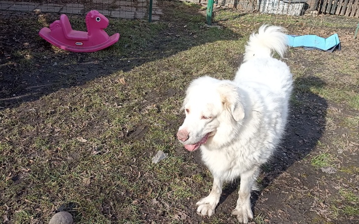 Zbiórka Rezonans psiaka - zdjęcie główne