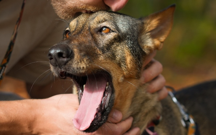 Zbiórka Pieski z Muttlands - zdjęcie główne
