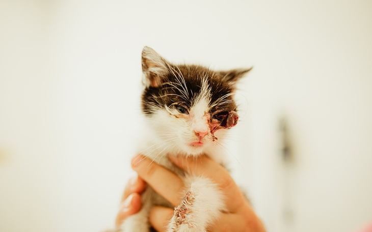 Zbiórka Chcę przeżyć - zdjęcie główne