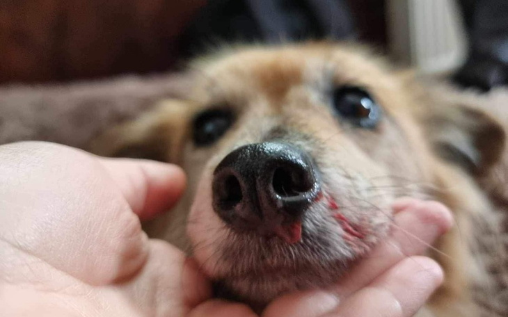 Zbiórka Babcia Mira i podejrzane objawy - zdjęcie główne