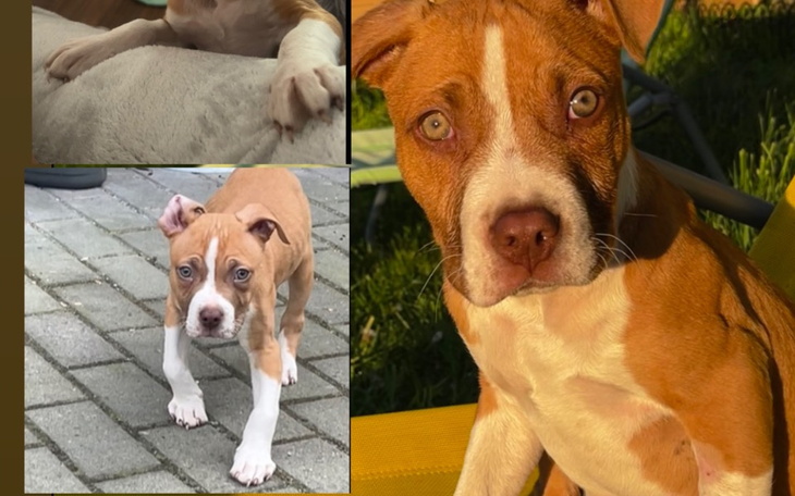 Zbiórka Diego i wada której nie wdać - zdjęcie główne