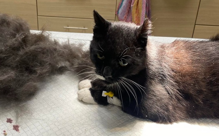 Czarny kot odpoczywający na stole, obok kłębek sierści.