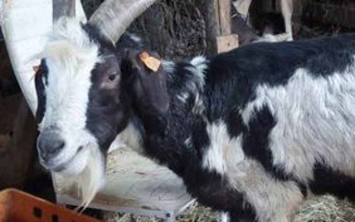 Zbiórka Zbiórka na zwierzaki-adopciaki - zdjęcie główne