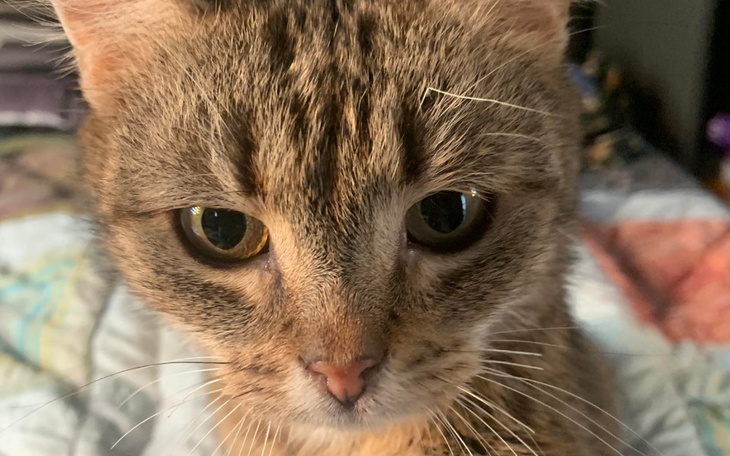 Zbiórka Proszę o jedzonko Noemi - zdjęcie główne