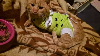 Zbiórka Amputacja łapki i leczeni Leosia - miniaturka zdjęcia