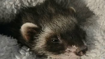 Zbiórka Fretka Kayla - gruczoły - miniaturka zdjęcia