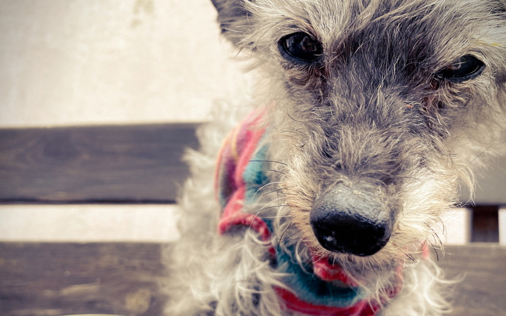 Zbiórka Ja pieldziu, sykuje sie wyzelka - zdjęcie główne