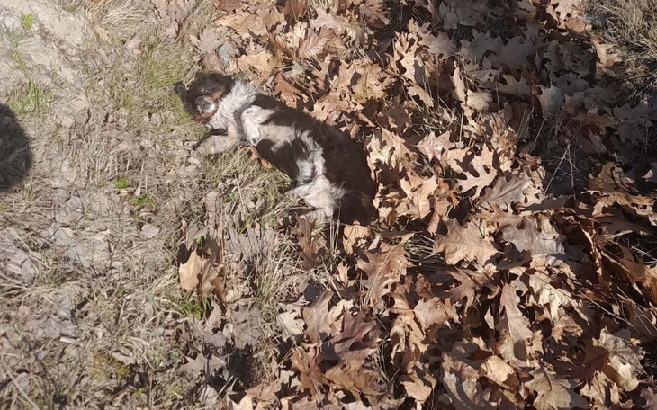 Pies wylegujący się na liściach, cieszy się słońcem.