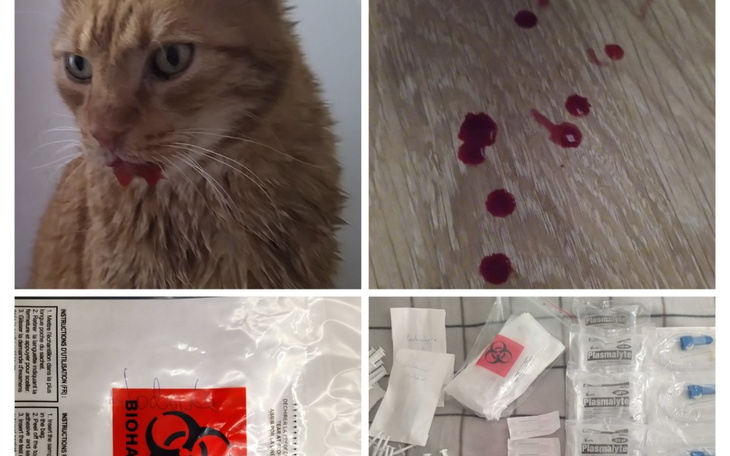 Kot z plamami krwi, obok materiały medyczne.