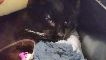 Zbiórka Lunia znowu walczy o życie - miniaturka zdjęcia