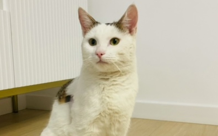 Zbiórka Jakie marzenie ma Białas - zdjęcie główne