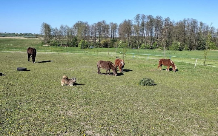 Zbiórka Susza to głod - zdjęcie główne
