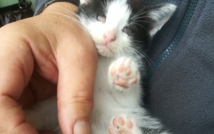 Zbiórka Jedzenie, leczenie kotow dzialko - zdjęcie główne