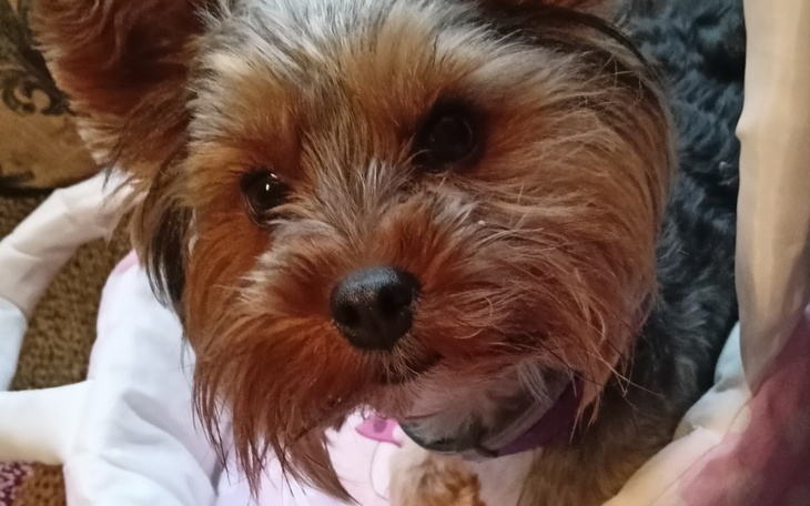 Pies rasy yorkshire terrier z bliska, patrzący w obiektyw.