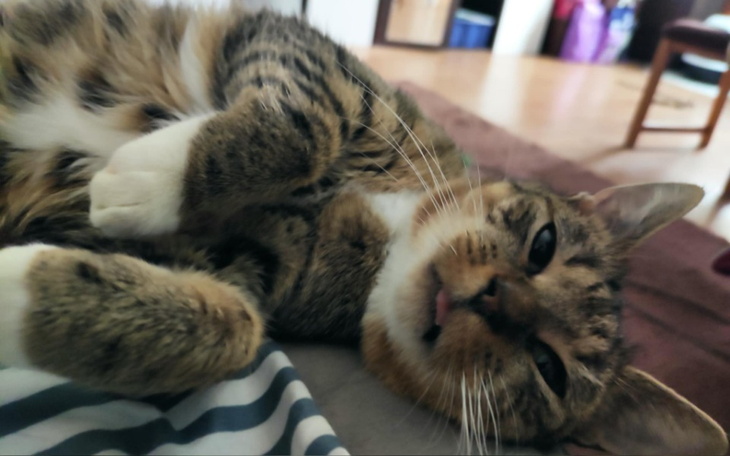 Kot leżący na plecach, z wyciągniętymi łapkami.