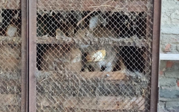 Zbiórka Króliki z interwencji, Śląsk - zdjęcie główne