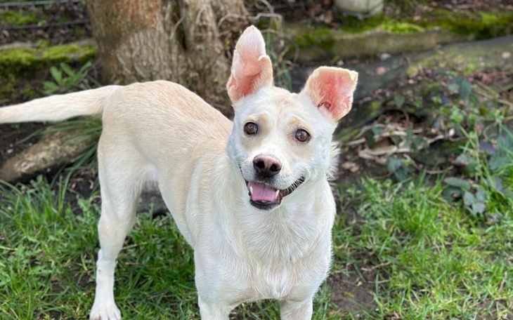 Zbiórka Sterylizacja bryzy plus badania - zdjęcie główne