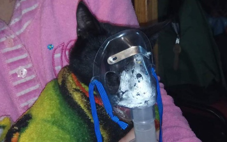 Zbiórka Walka z BIAŁACZKĄ o ŻYCIE ŚWIRKA - zdjęcie główne