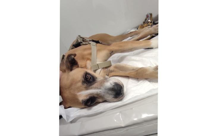 Zbiórka Złamany kręgosłup po wypadku - zdjęcie główne