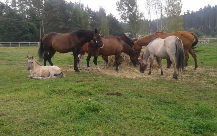 Zbiórka Pomóż IM przetrwać zimę! - zdjęcie główne