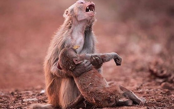 Zbiórka Pomóż ugasić płomienie Amazonii - zdjęcie główne