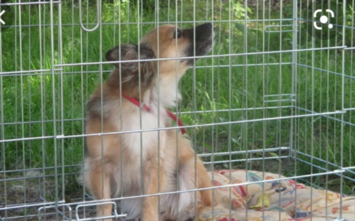 Zbiórka Zbiórka dla Psów w Schronisku - zdjęcie główne