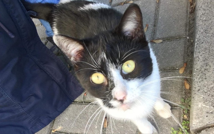 Zbiórka Kastracja kotów wolnożyjących - zdjęcie główne